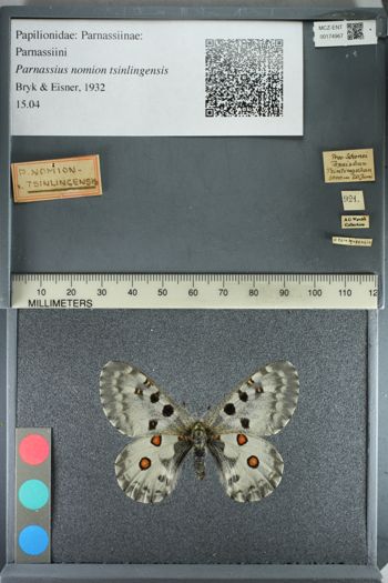 Media type: image;   Entomology 174967